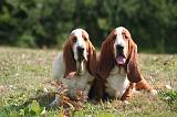 BASSET HOUND 193